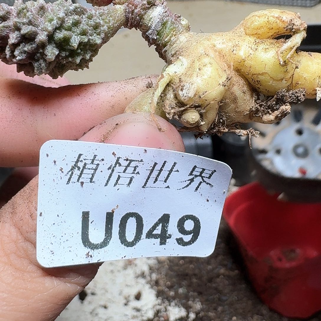 049号多肉植物哇cv