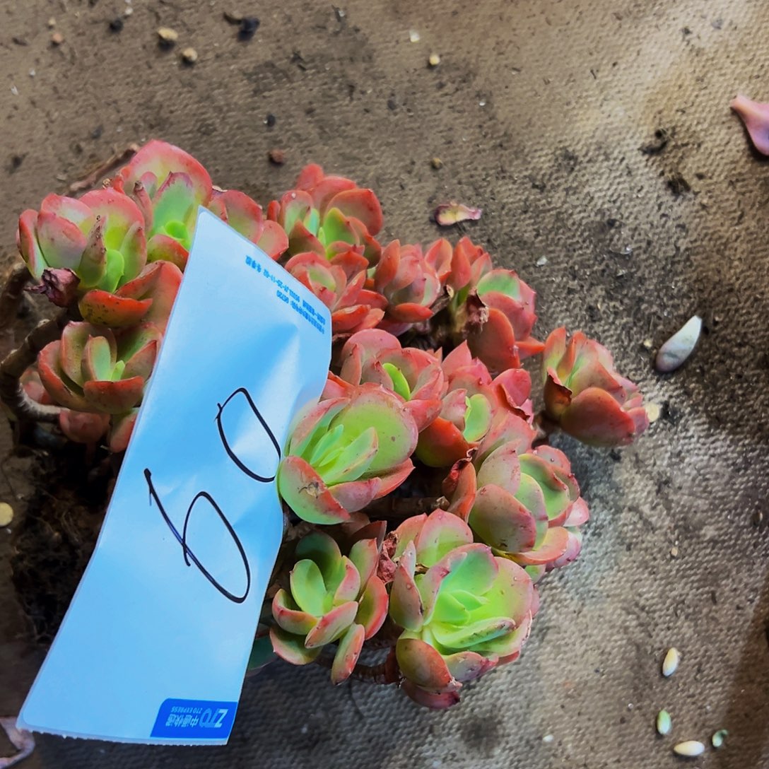 *****60号一物一拍脱土包邮