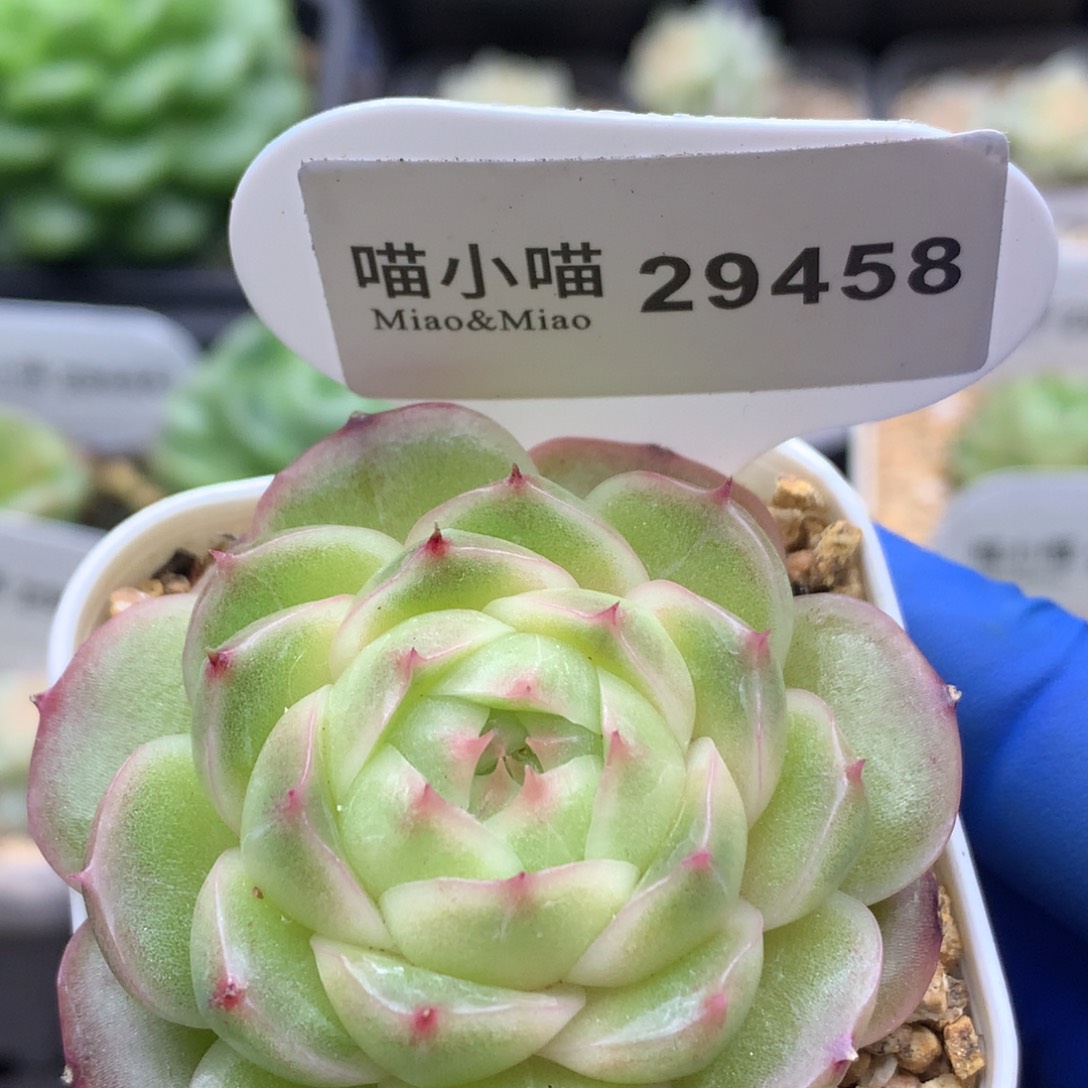 多肉植物杂交珍妮