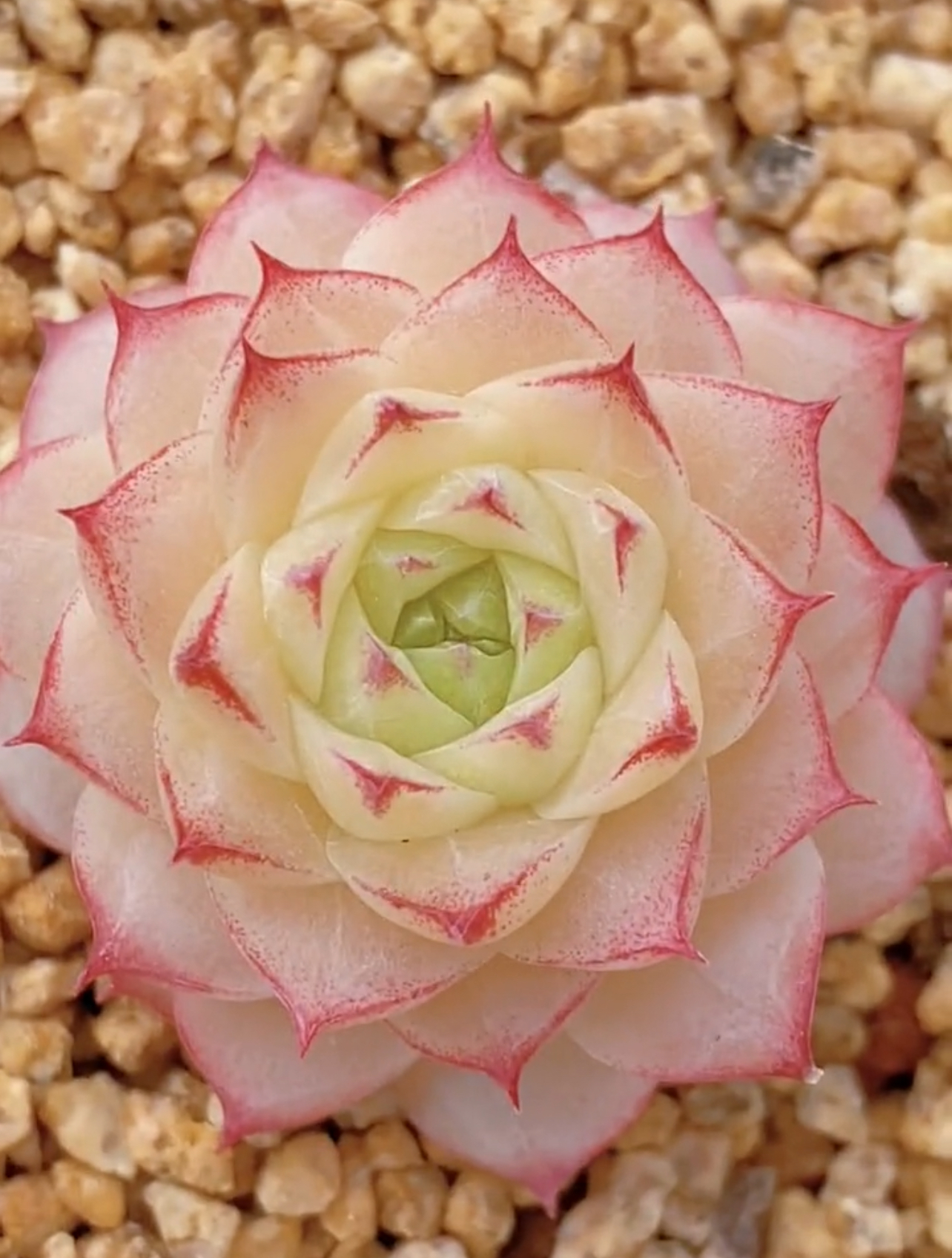 一号孤品高定多肉植物不包整散一物一拍