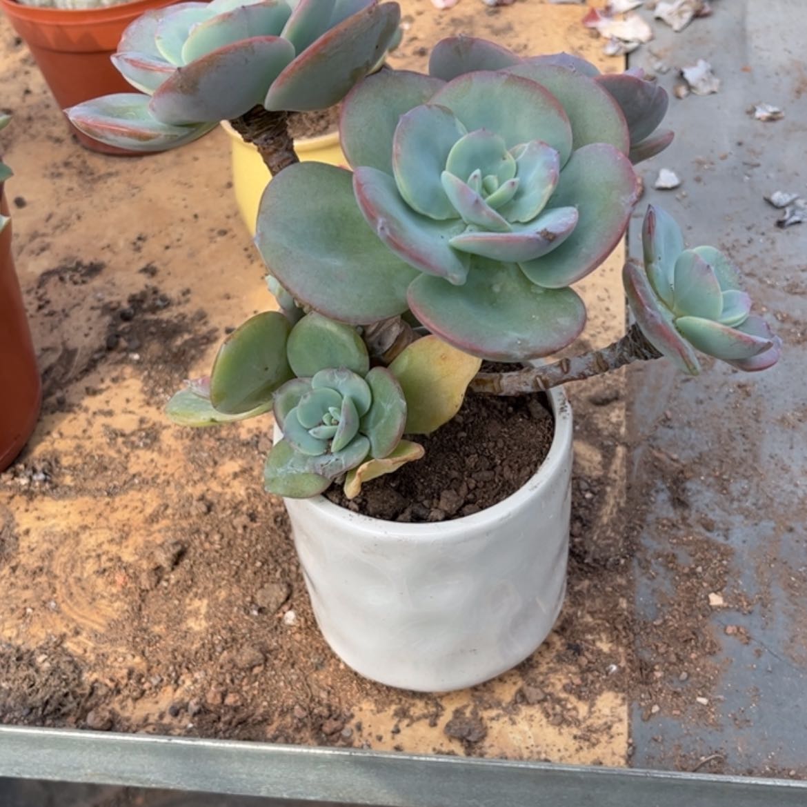 【闪购商品】无花朵喜*洋