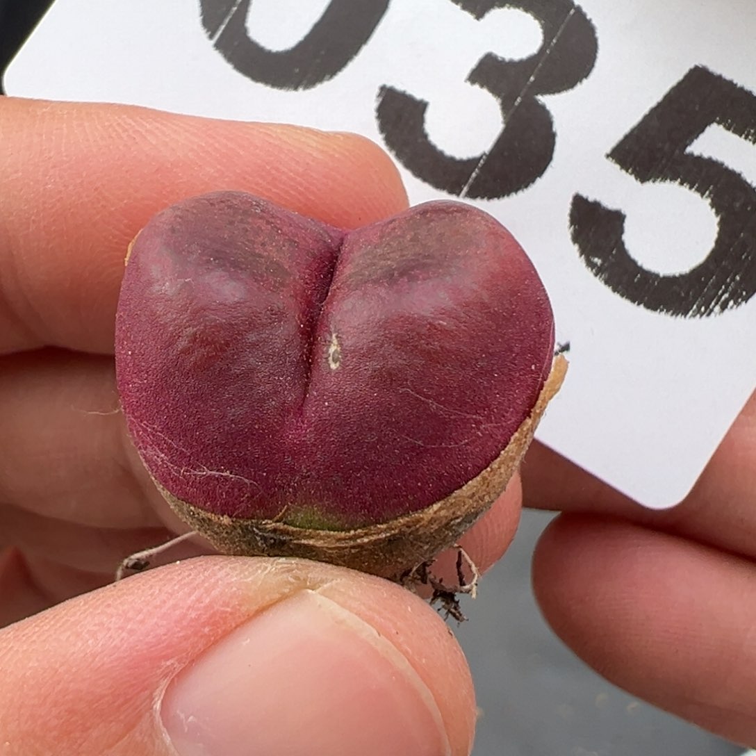 5.13好看的多肉脱土发货035