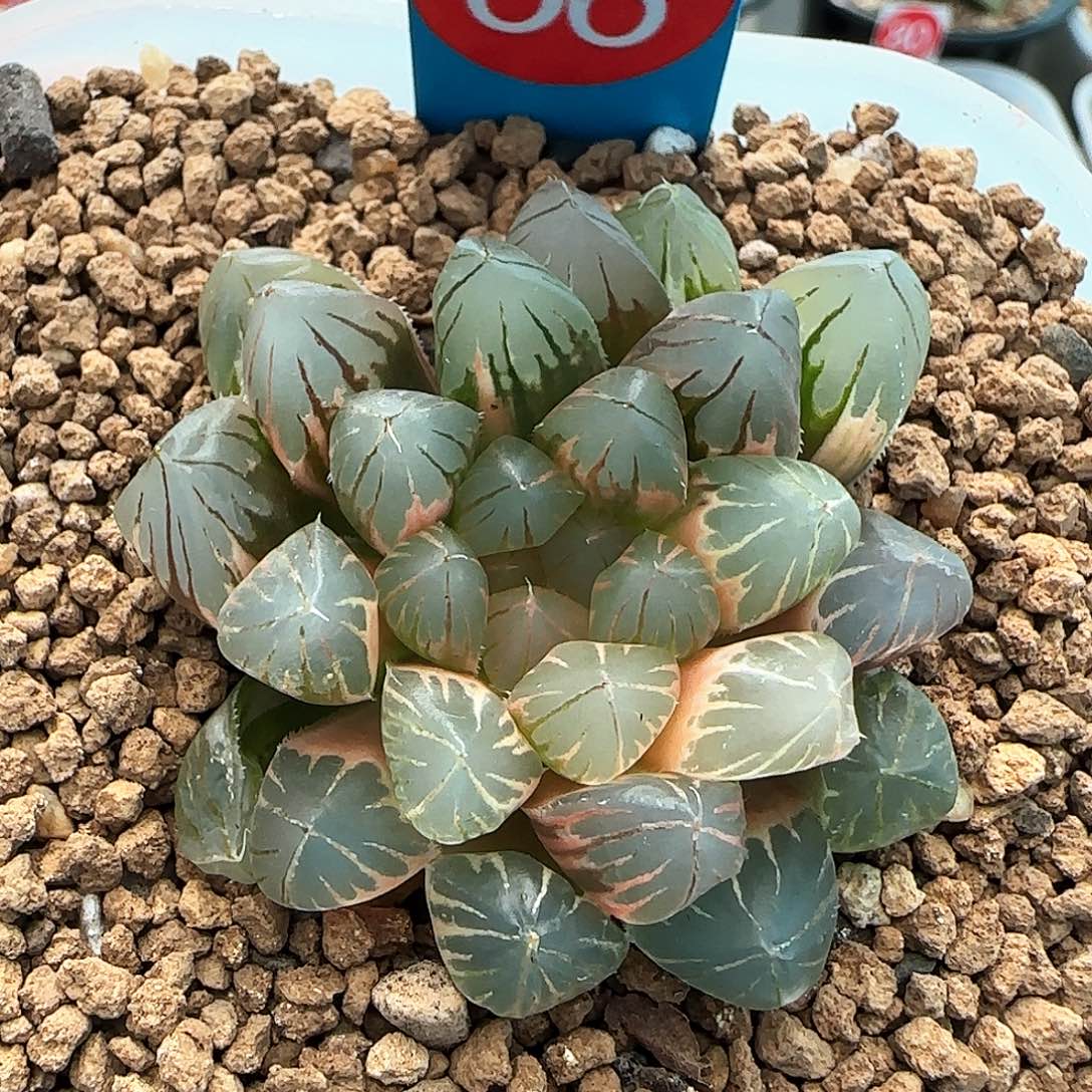 往***！66号霓虹灯一物一拍带盆土