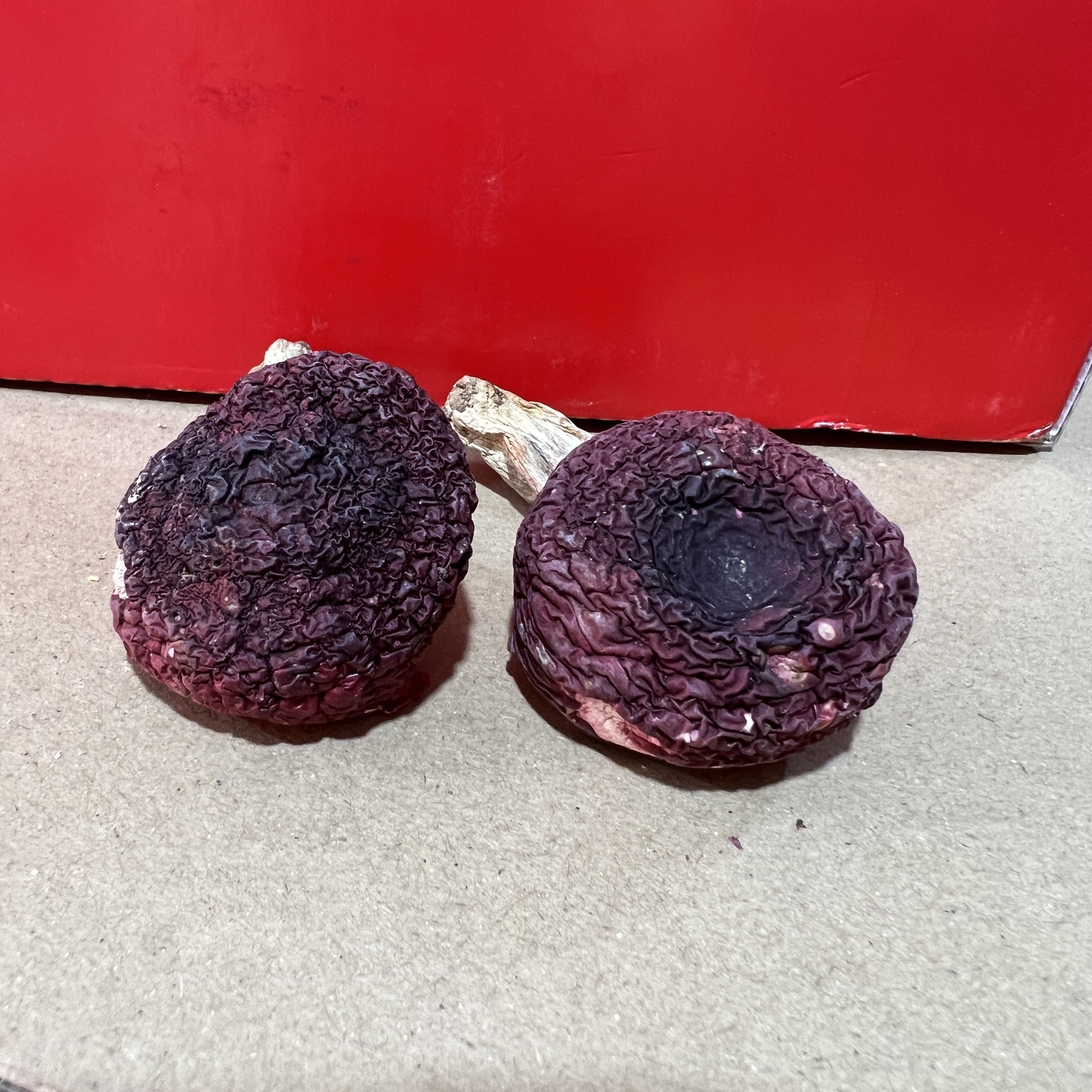 云南正宗野生蓝底红菇高品质精品月子菇煲汤煮面送礼佳品