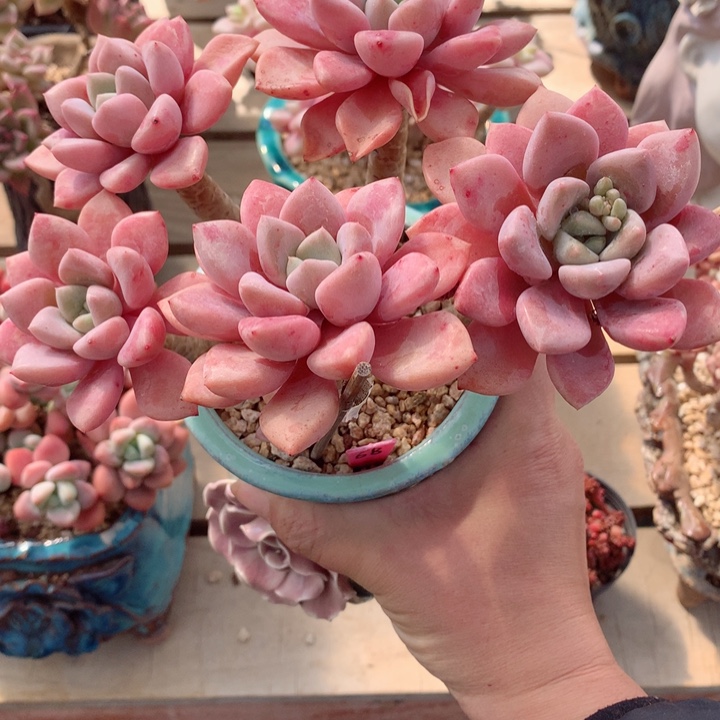 犄***?花斑露带盆一物一拍直播间