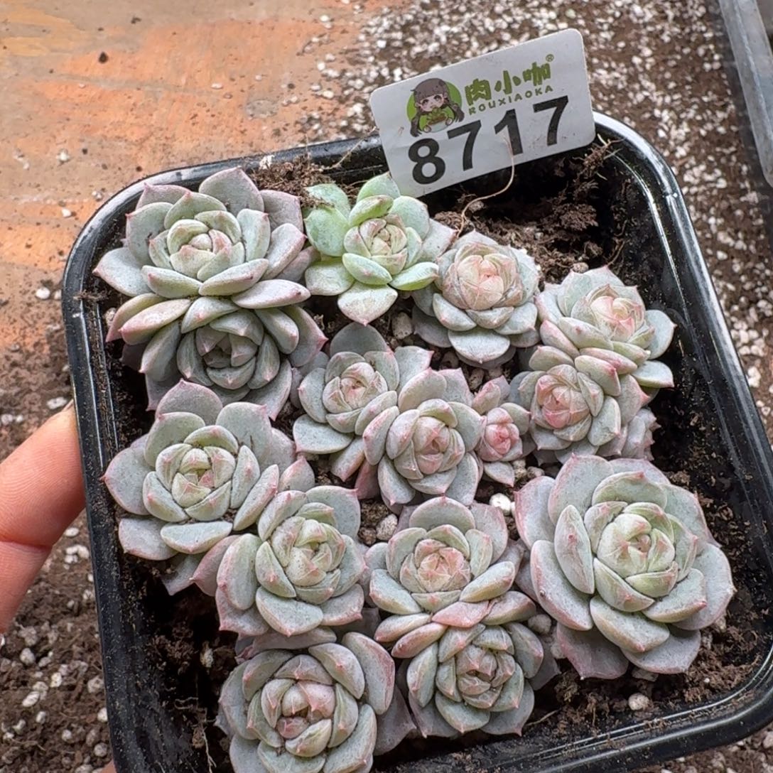 日****多肉植物多肉植物