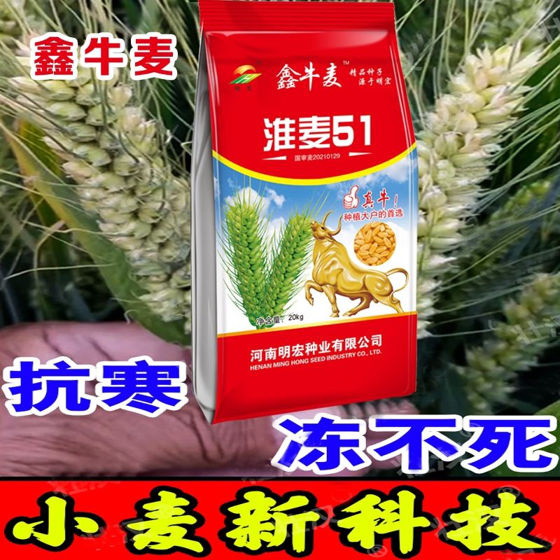 小麦高产抗寒抗抗旱倒抗裂颗粒饱满