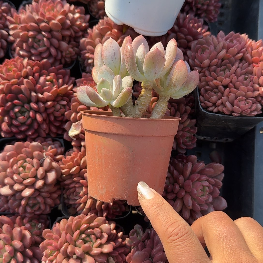 草***甜灰姑娘➕纯爱多肉植物