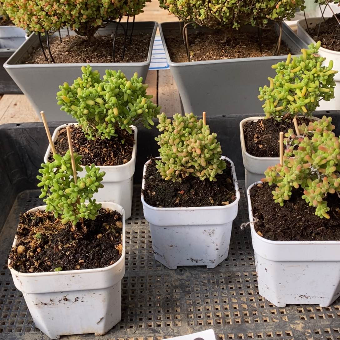 枝干番杏蜜桔糖球340