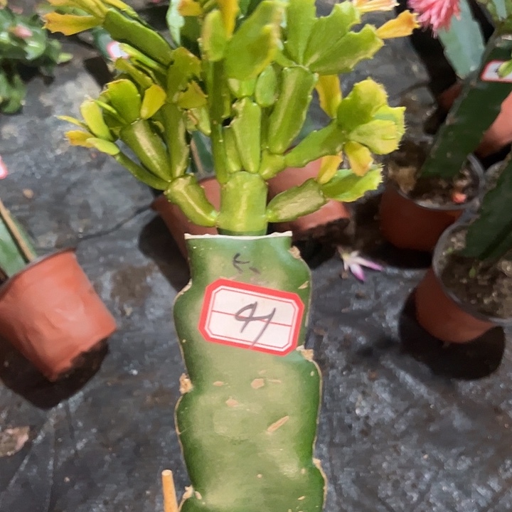 简****，41号带盆052，嫁接苗