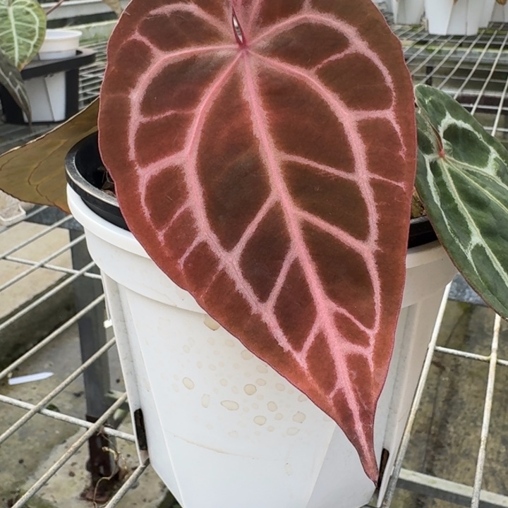 完全开放12号米歇尔3.0