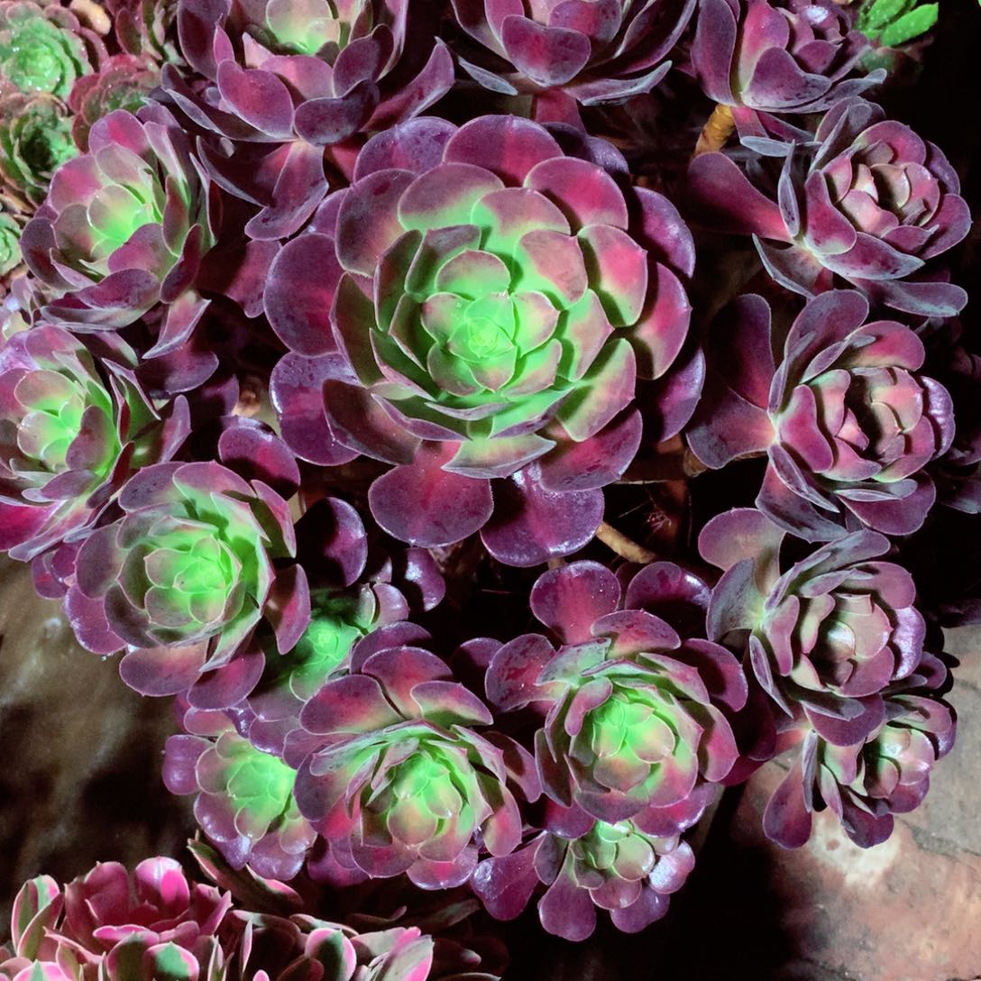花纳锦，多肉植物的