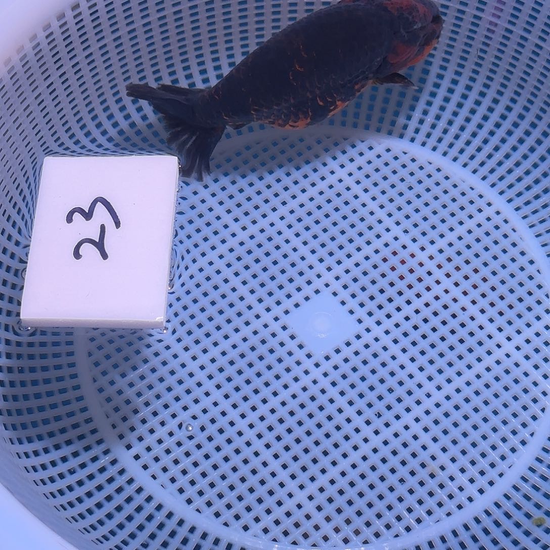 金鱼腾川优宠金鱼专拍