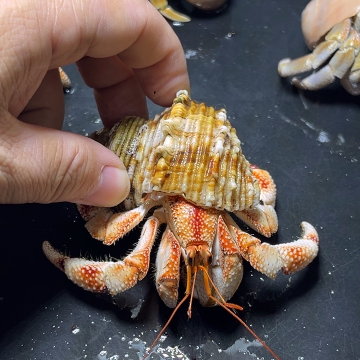 闪21火烧云毛球3.1口径