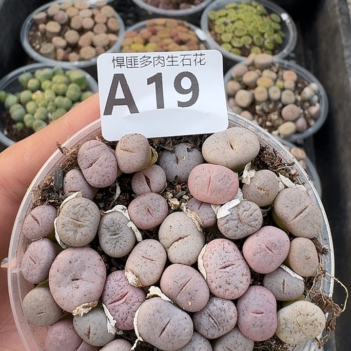 19多肉植物多肉植物