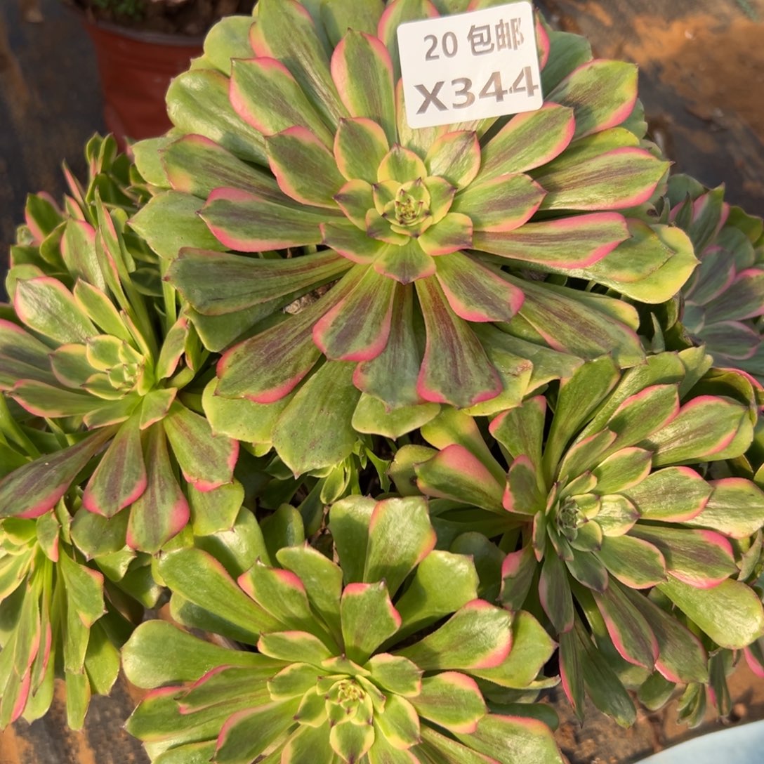 344潘多拉，满20包邮