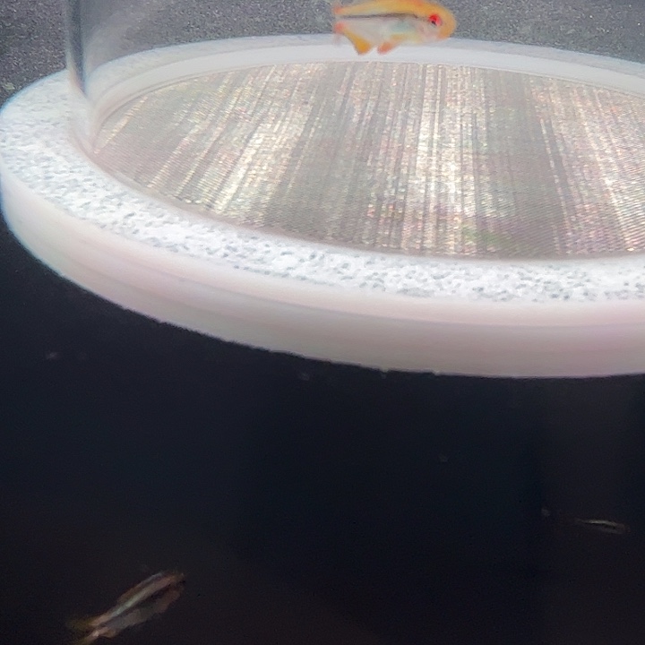 灯科鱼粉色牌33 f1