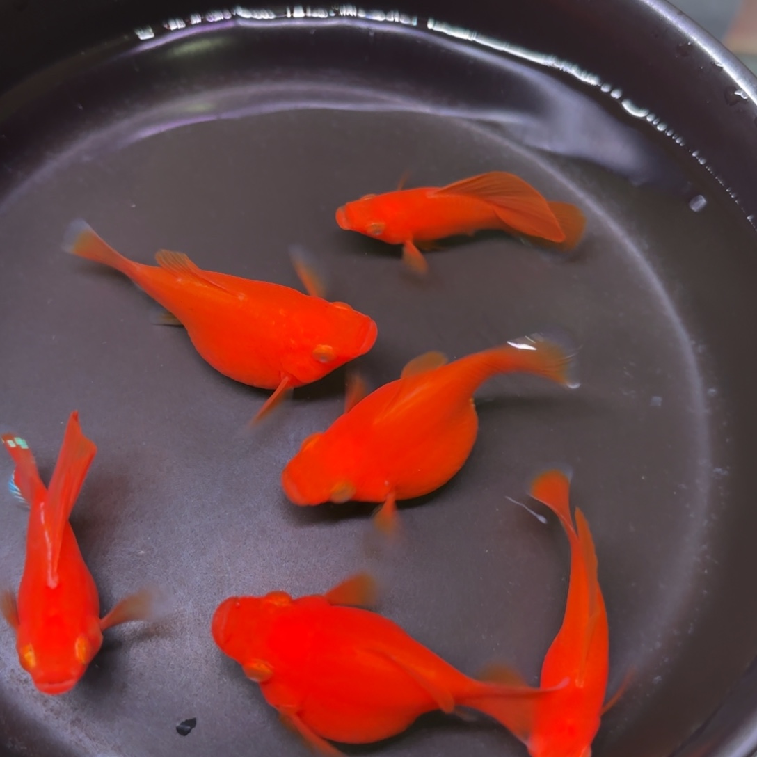 孔雀鱼金玛丽球5+1备损