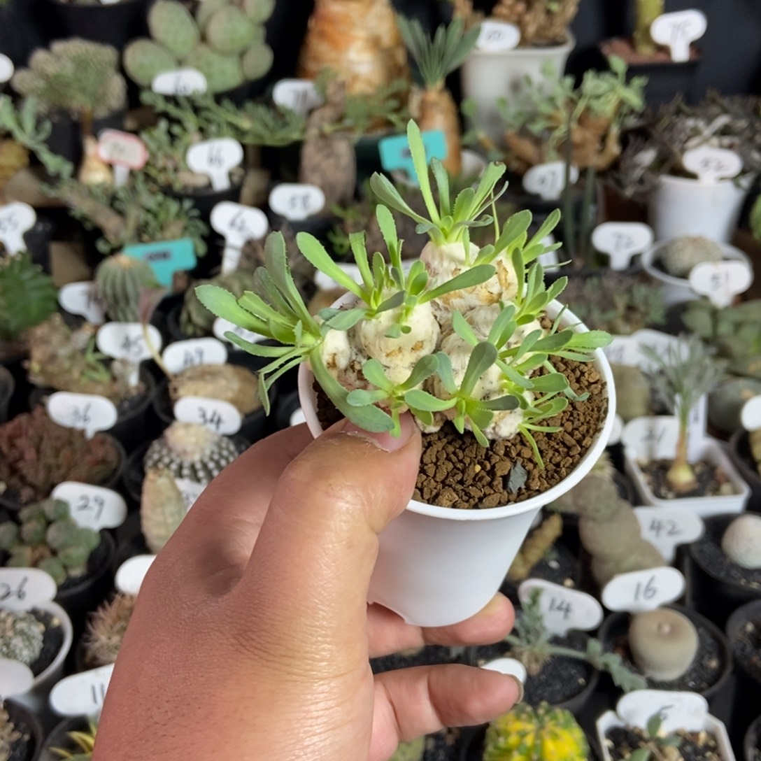 刨花后盾菊一物一拍