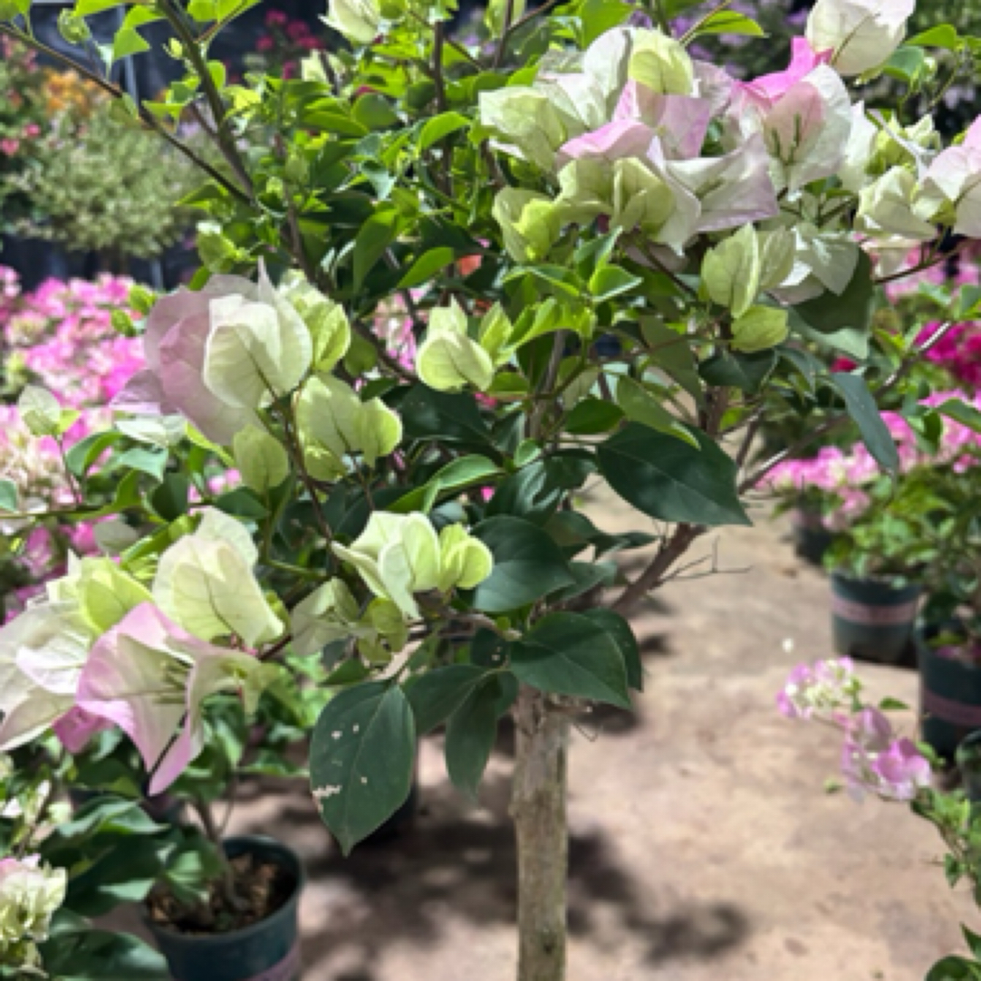 三角梅盆栽爬藤老桩四季开花室内外带花植物