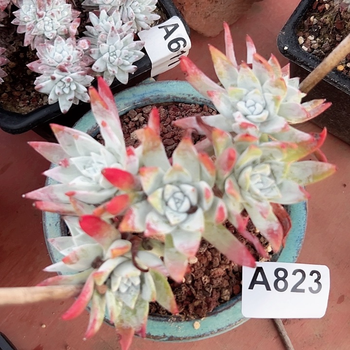 小鹿多肉一物一拍823流丹