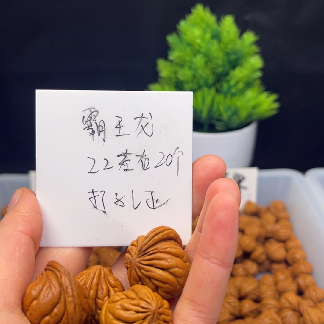 桃核手串霸王龙22尺寸