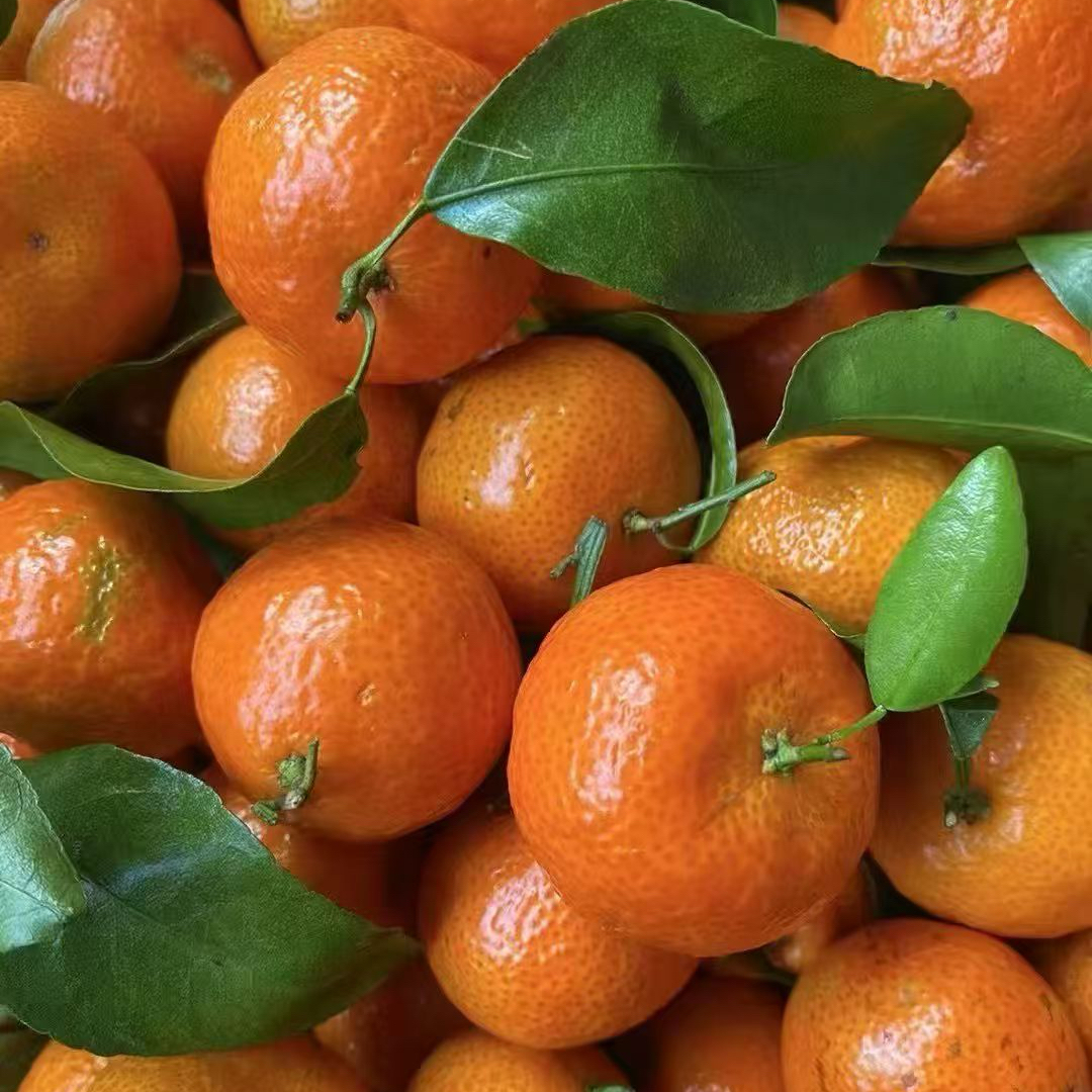 砂糖橘橘子两斤左右广西壮族自治区