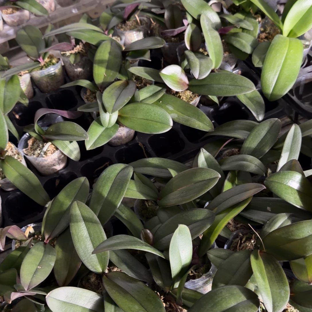 无花朵1.7寸梅花烙2颗