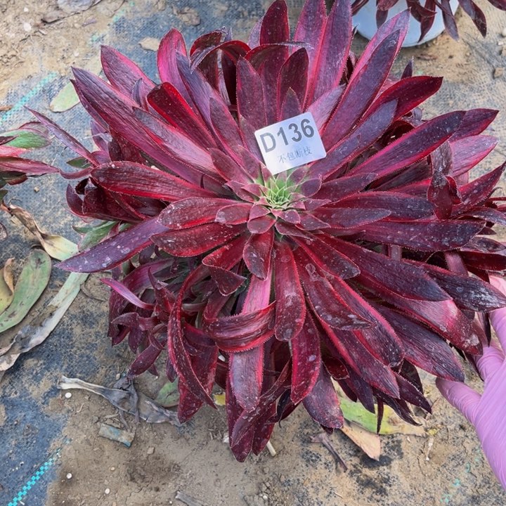 136孔雀锦量多肉法师不包断枝