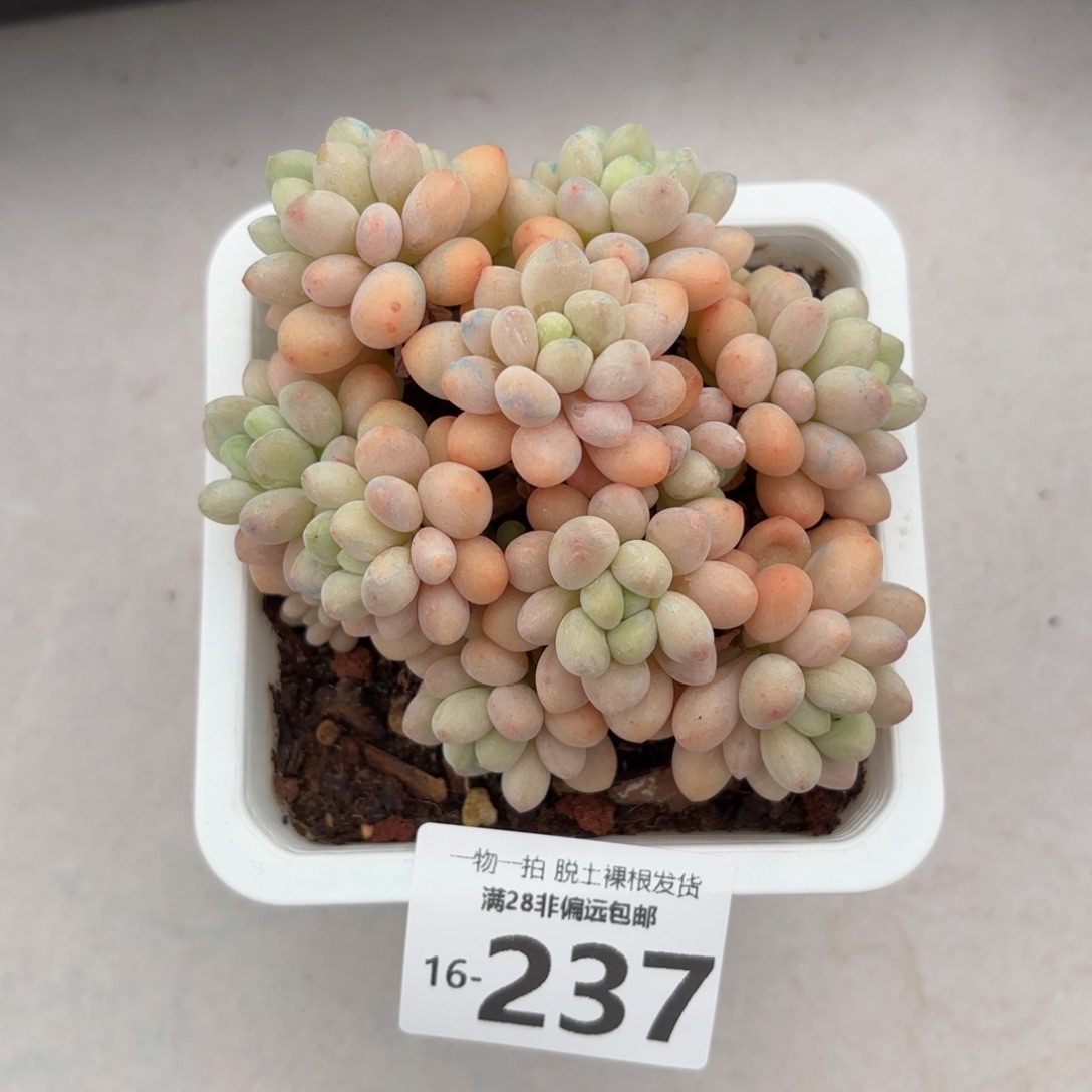 洛可可老桩多肉多肉