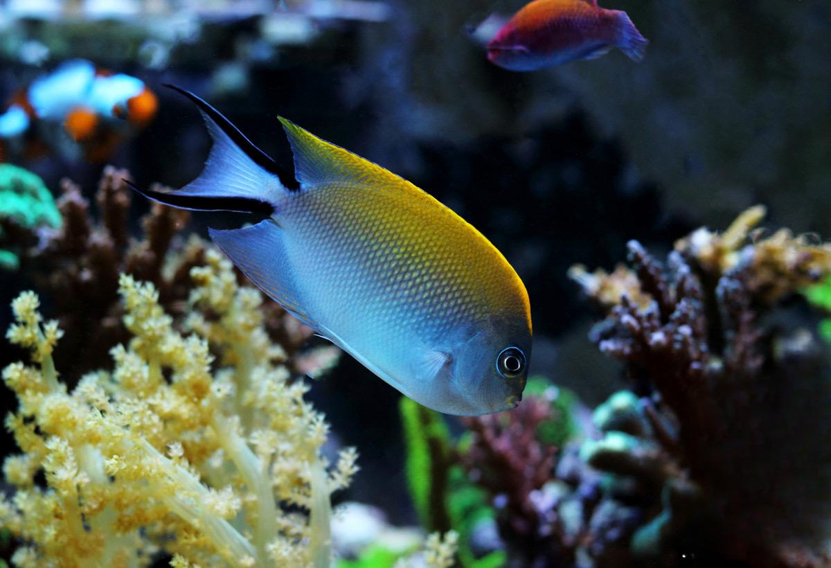 日本燕母仙海水鱼观赏鱼渔场直发默认顺丰快递不包邮