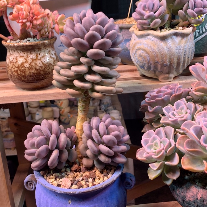 月美人多肉z z z z z