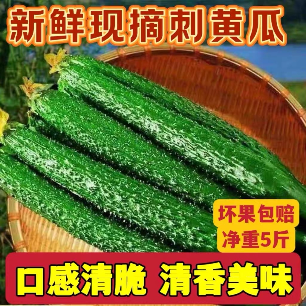 新鲜黄瓜绿心一整箱新鲜黄瓜脆嫩水果带刺现摘现发
