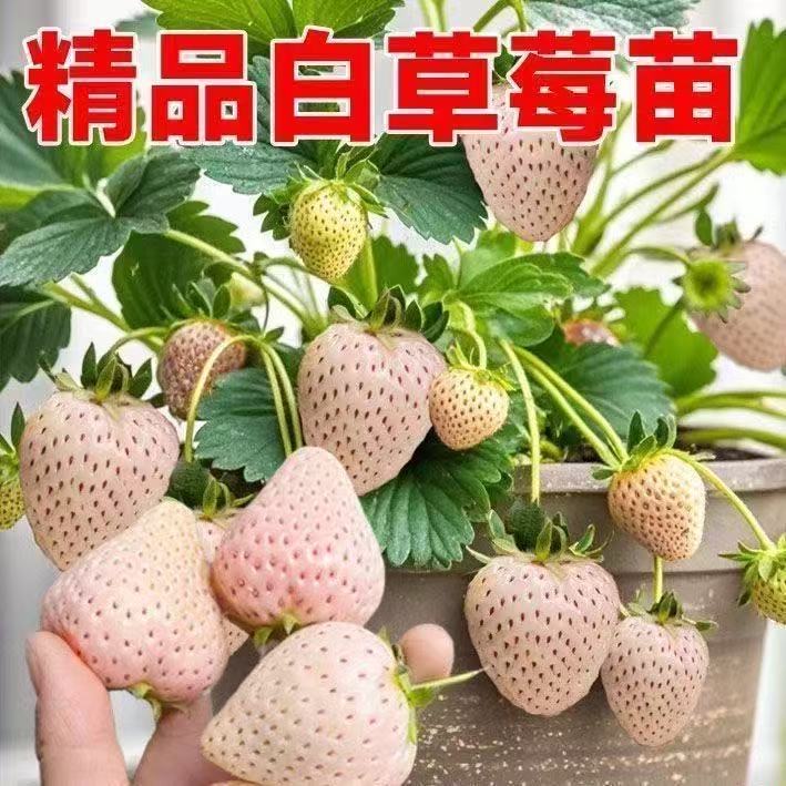 【白草莓+早熟】四季多品种秧苗室内当年庭院阳台种植盆栽