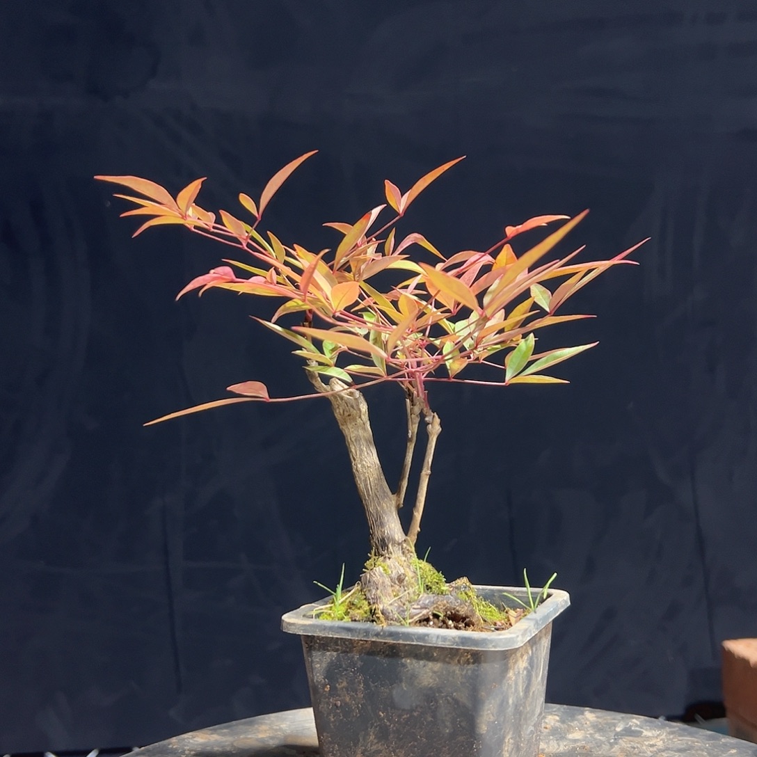 不开花植物44444444444