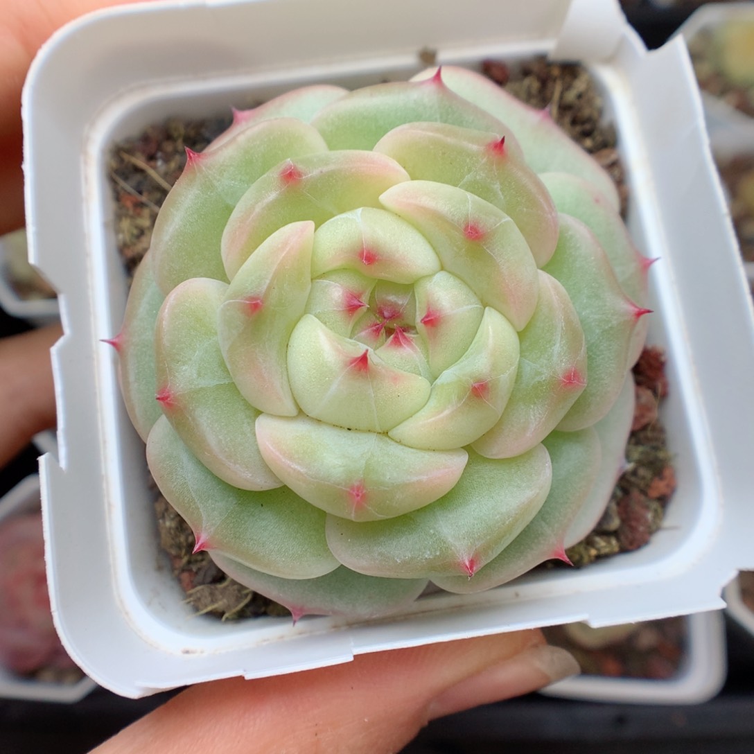 多肉植物。 糖心16