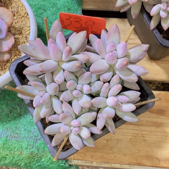 蓉***儿是你给她讲嘛啊是