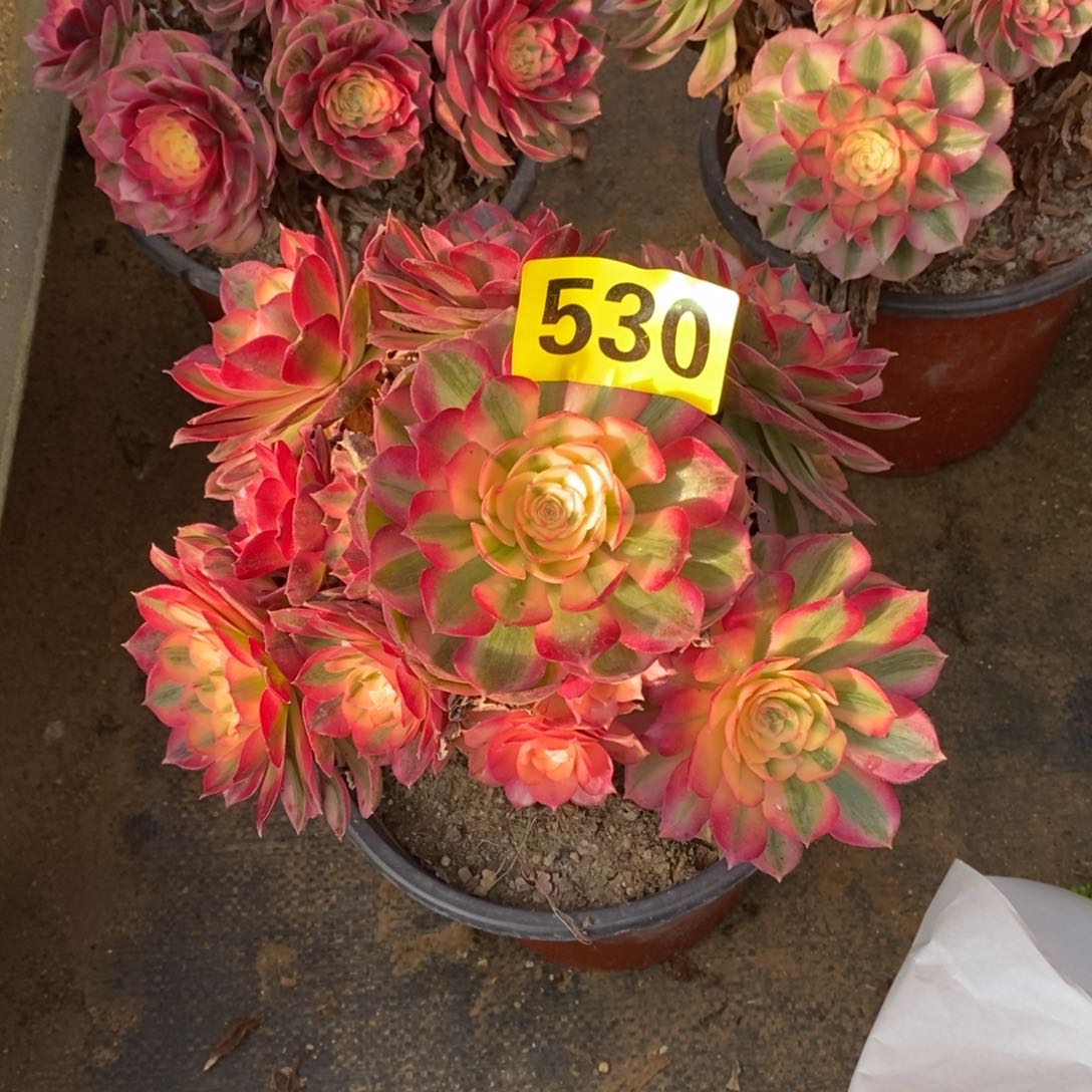 ?**爷青城多肉法师530