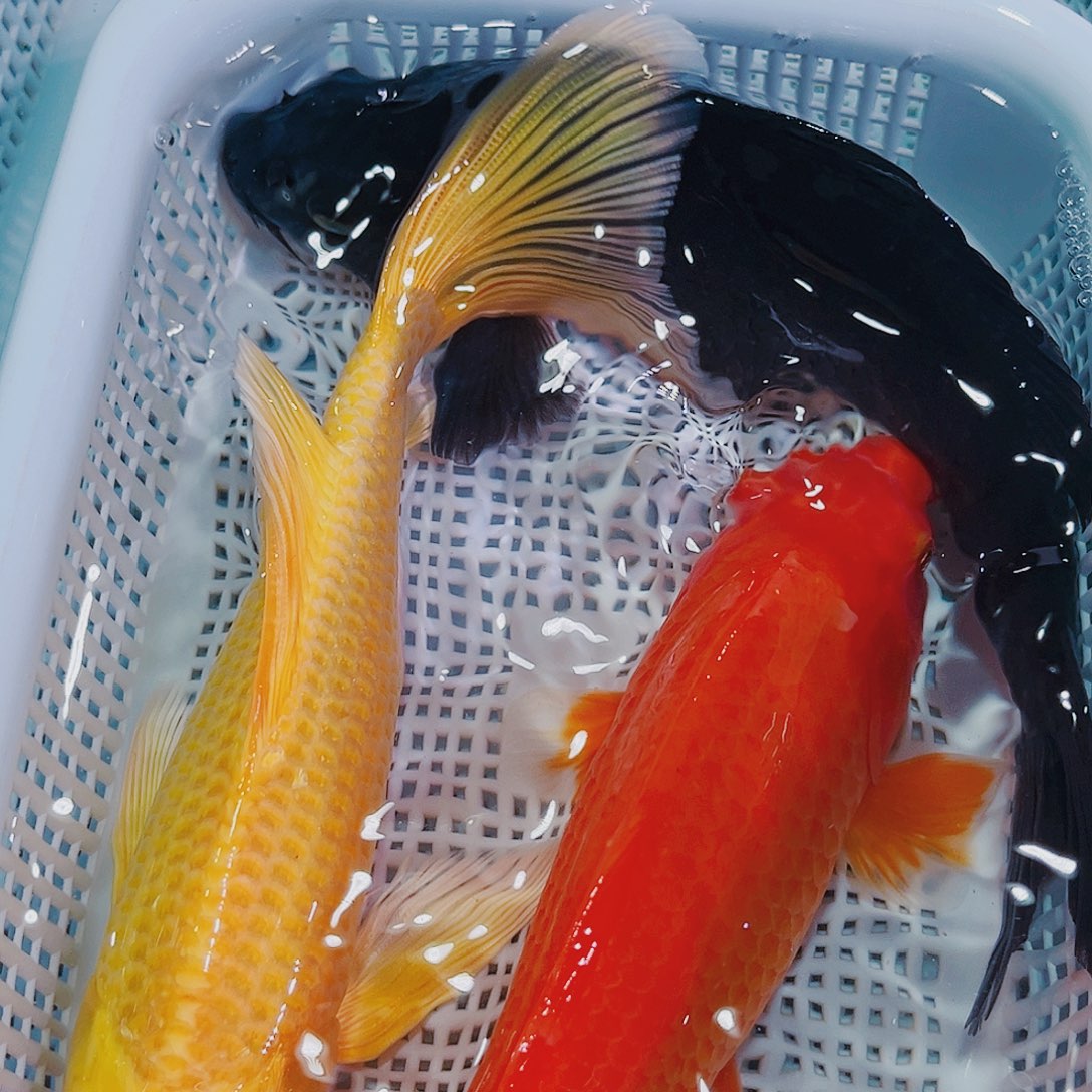 锦鲤锦鲤冷水鱼观赏