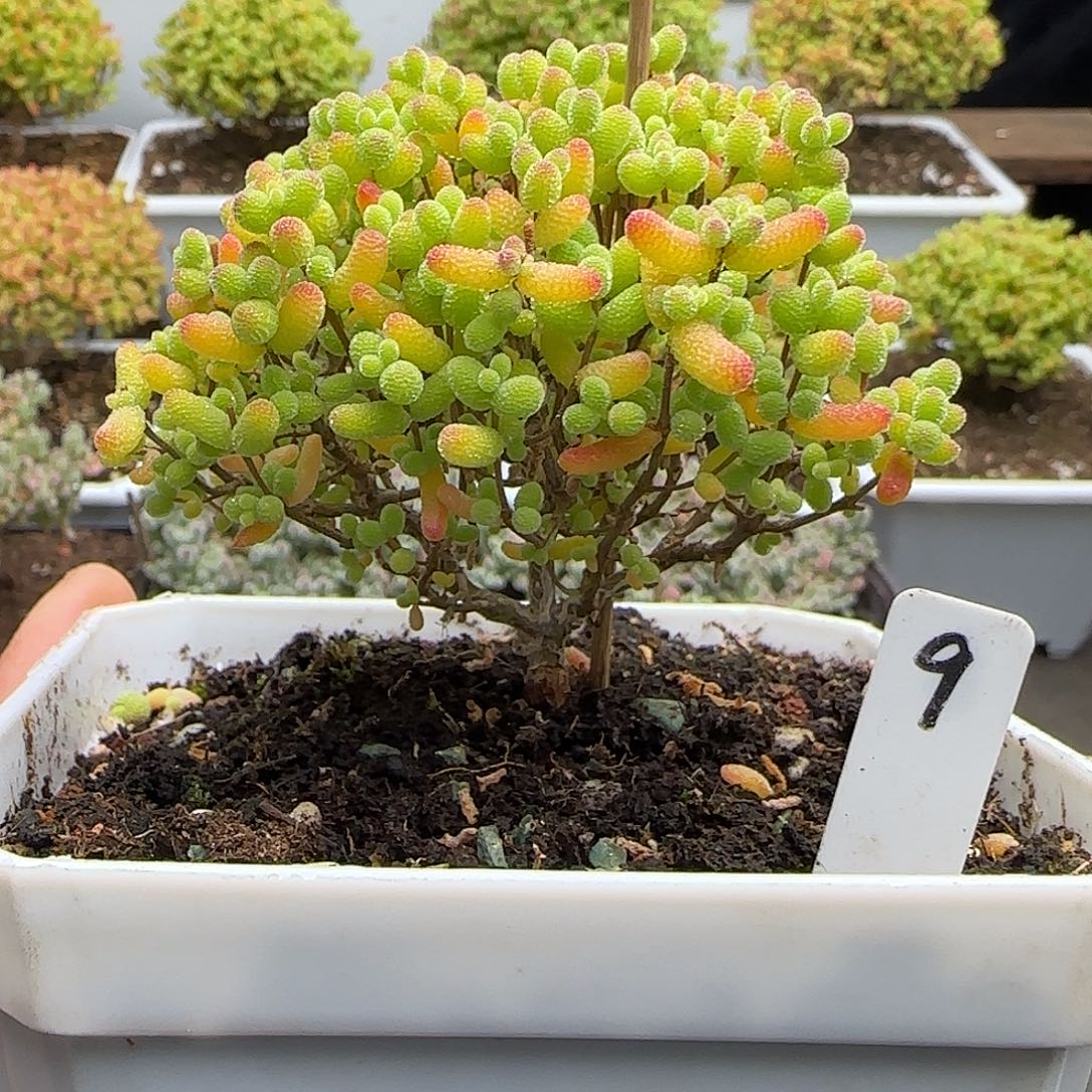 金桔糖球一物一拍