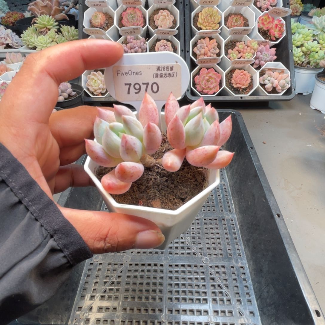 7970所罗门4.5厘米