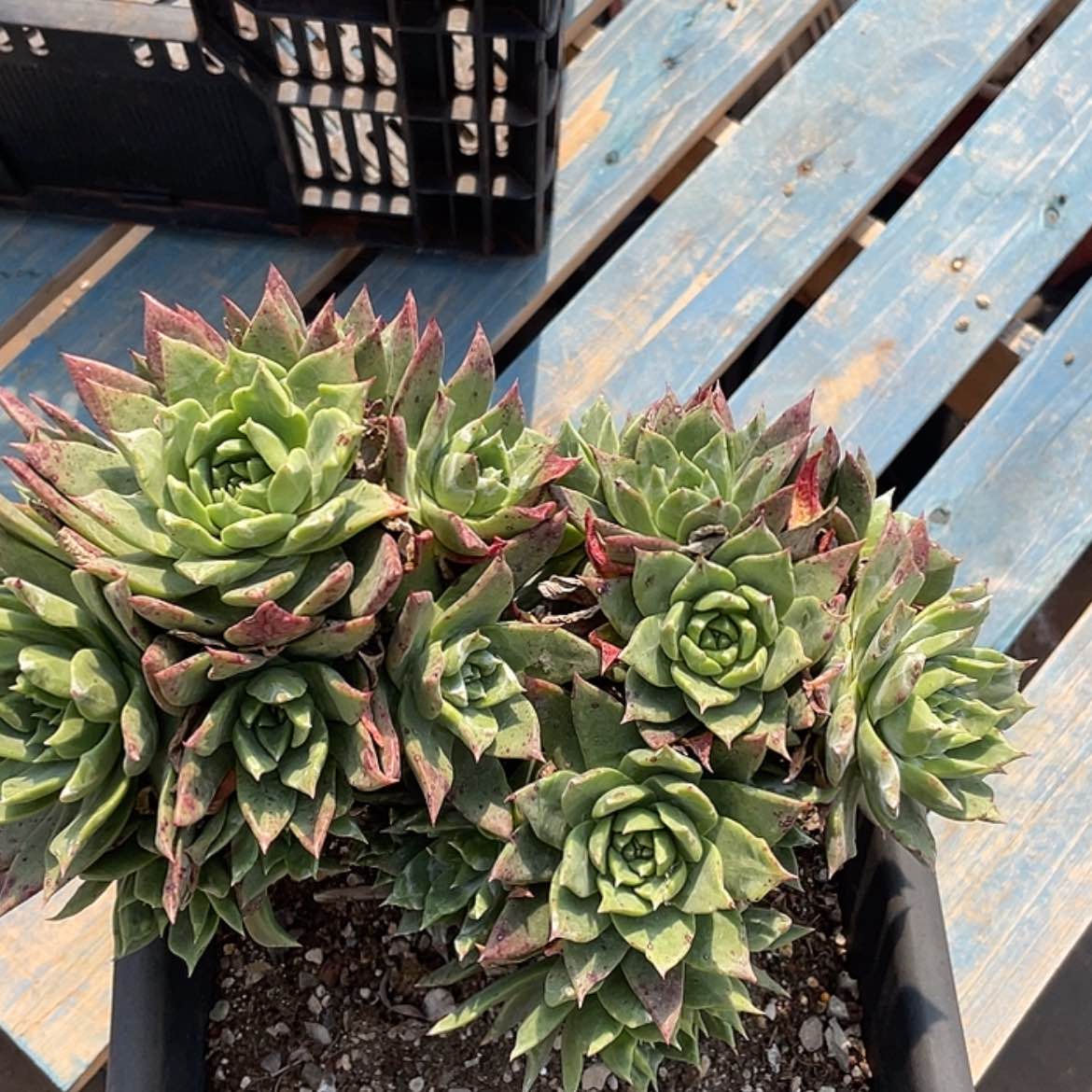 【闪购商品】绿帕老庄