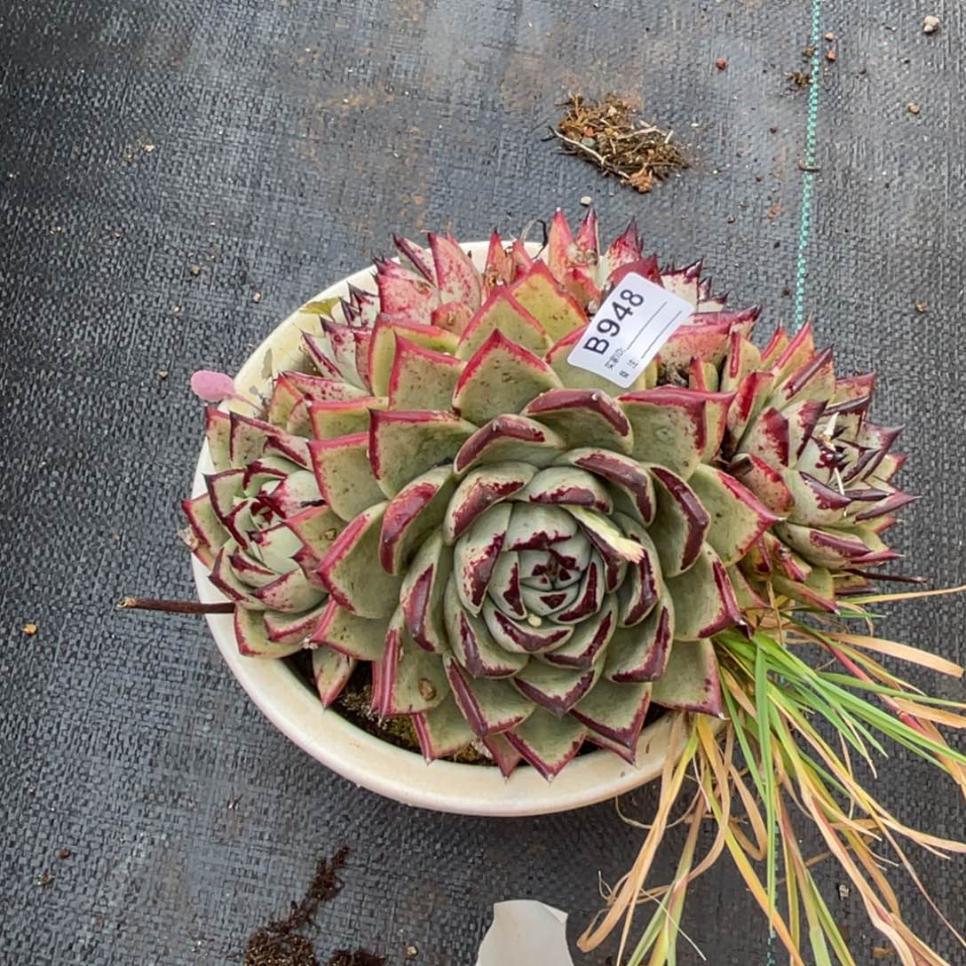 无花朵若如东云组拍B948