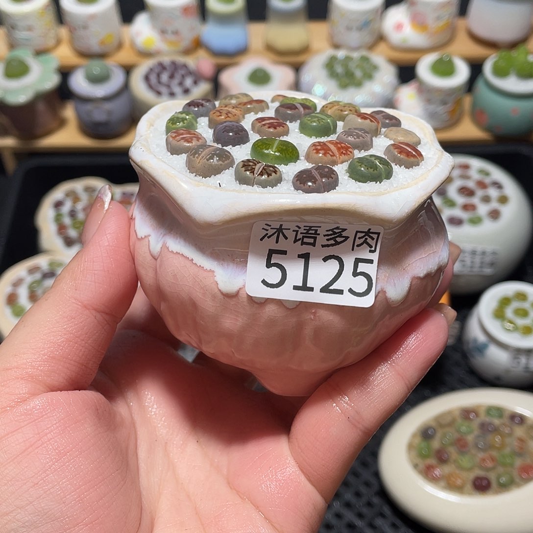 带盆土植物一物一拍5125