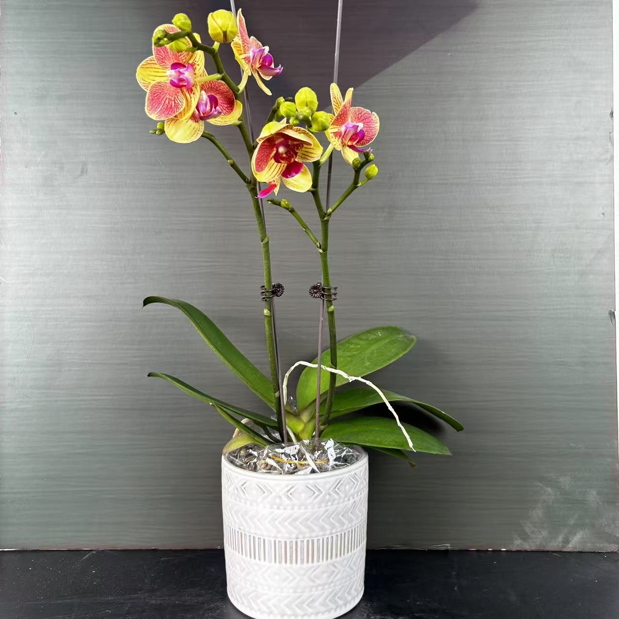 【花之漫】（蜂蜜）3.5寸双剑蝴蝶兰客厅桌面花卉