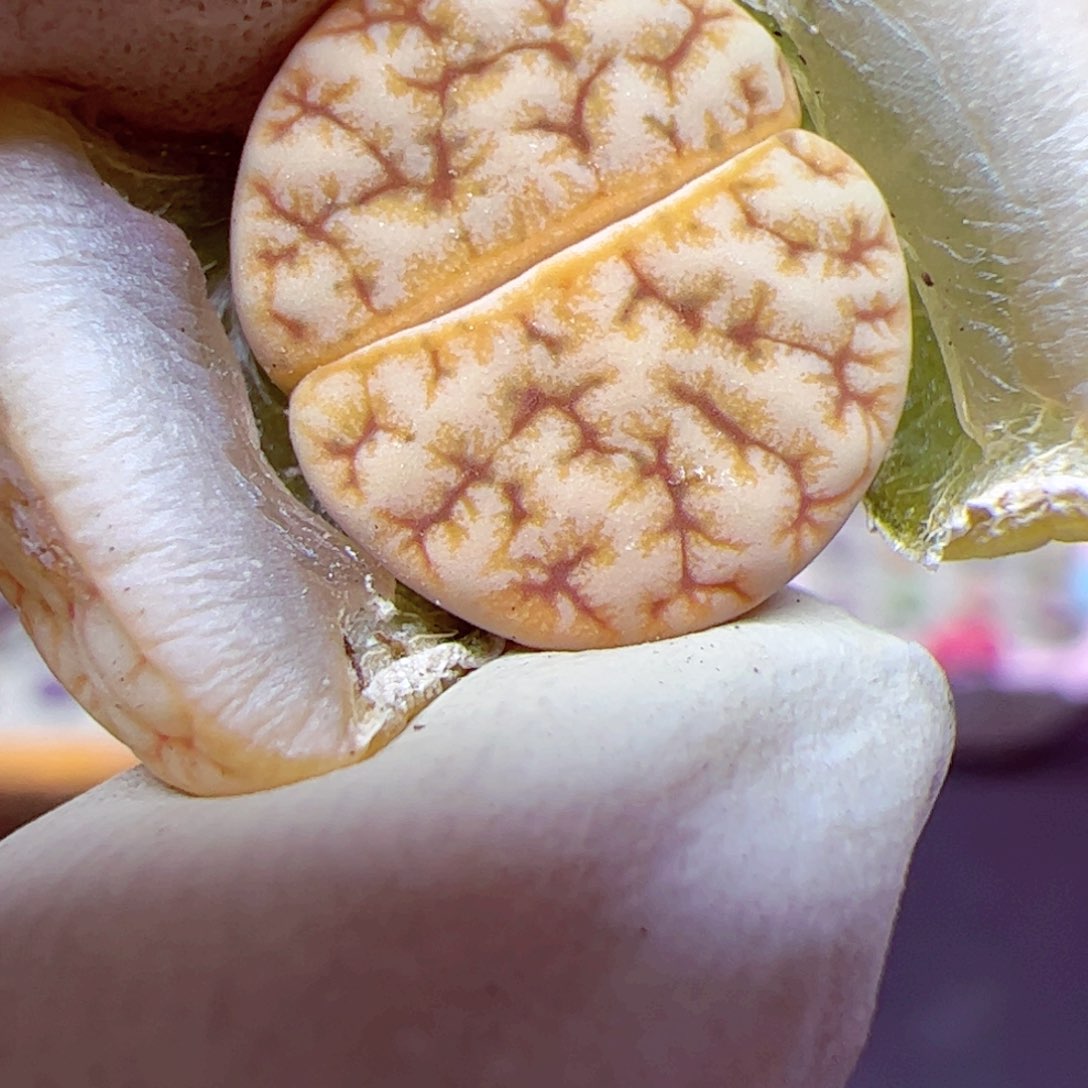 113优秀的肉肉12