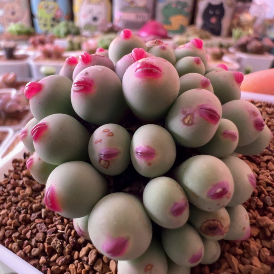 玻尿酸嘟嘟嘴，61头