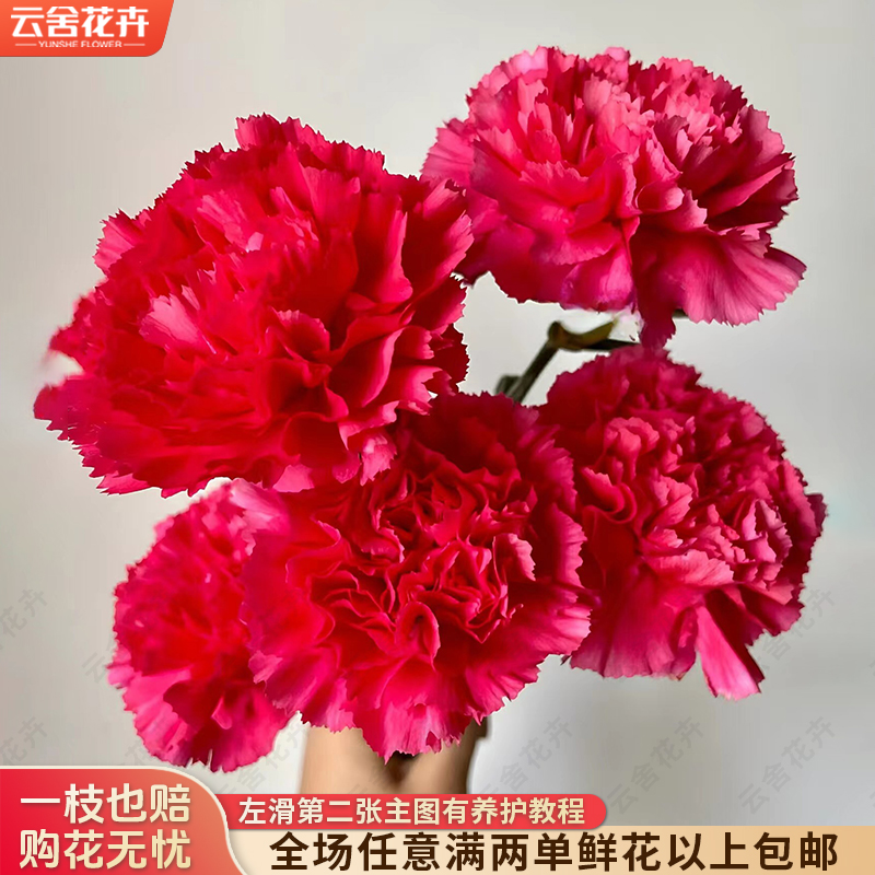 【云舍花卉】【大桃红】康乃馨 任意满两单及以上鲜花包邮