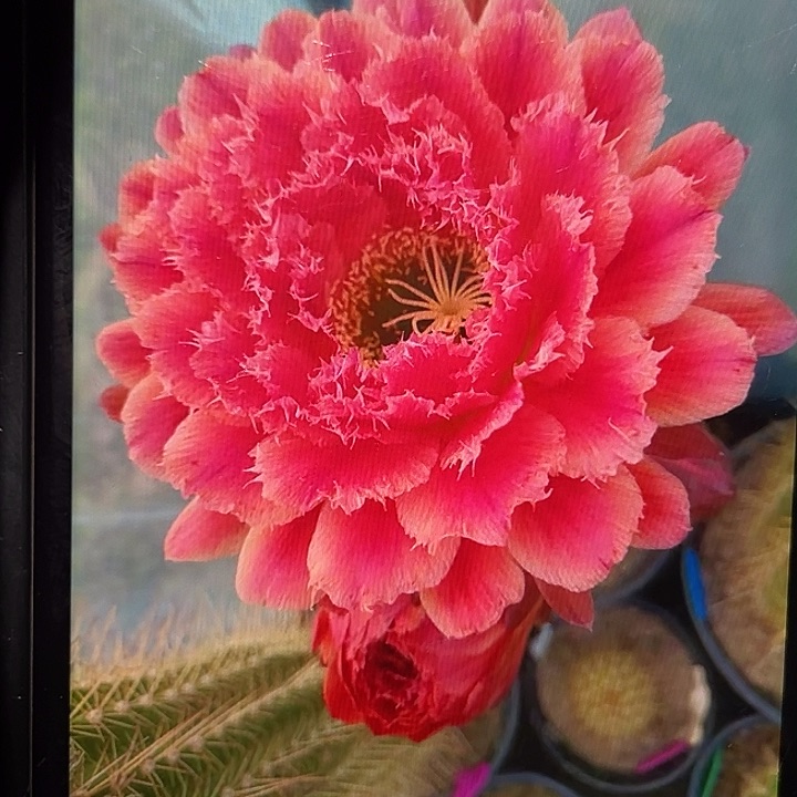 蒙娜丽莎6厘米起带根