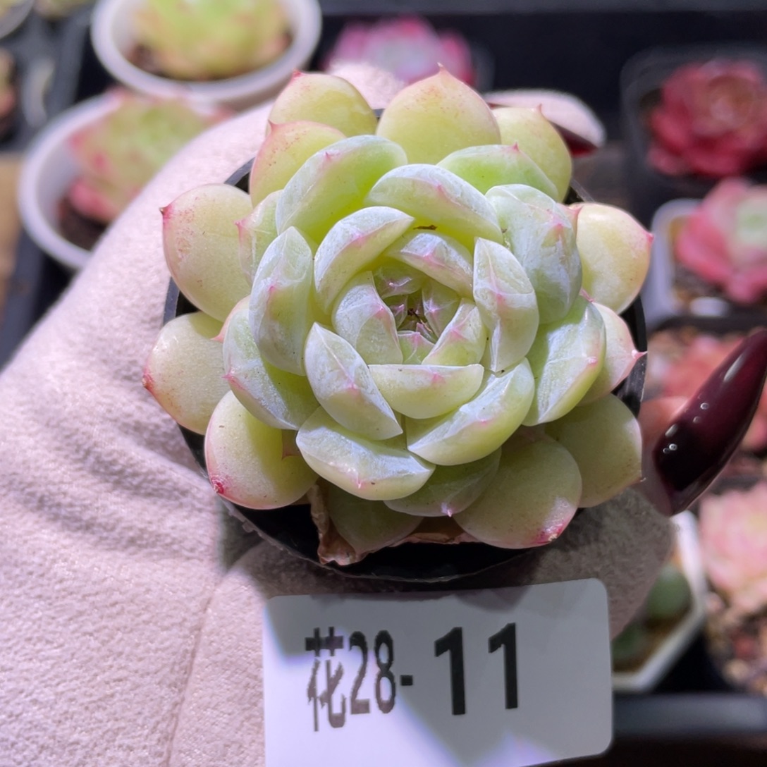 花利美28-11瑶台心